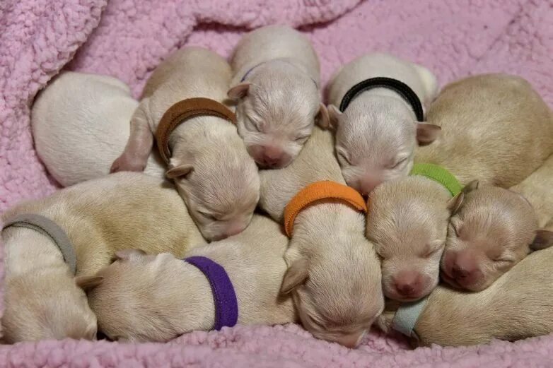 Сибирский хаски новорождённые щенки. Чихуахуа щенки новорождённые. Новорожденные щенки чихуа хуа. Родившиеся щенята. Новорождённые щенки корги пемброк.