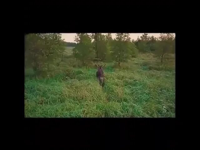 Мы наблюдали в лесу жизнь дупляных птиц