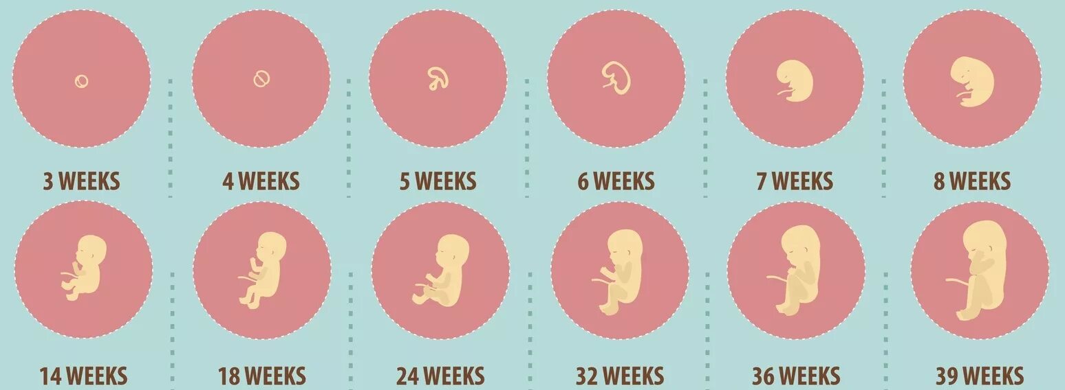 Можно все 3 неделя. Pregnancy week by week. Pregnancy crying 20 week by. Stage of pregnancy icon.
