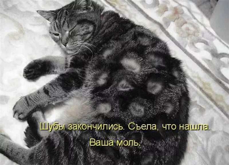 Теперь кота