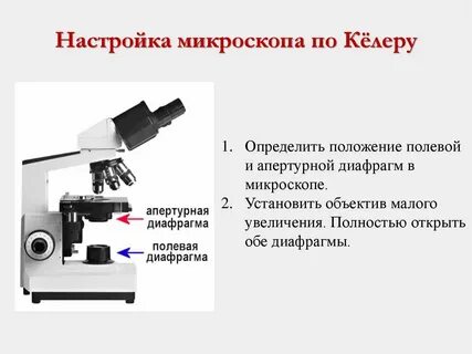 Как определить увеличение который дает световой микроскоп