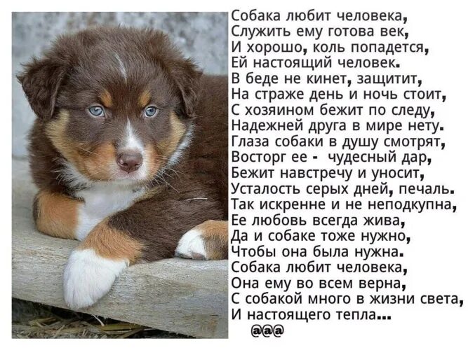 Про любимую собачку