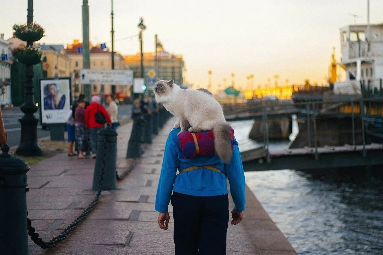Прогулка кошки. Кот на набережной. кот на набережной петербурга. коты на набережной питера. экскурсия прогулка кот.