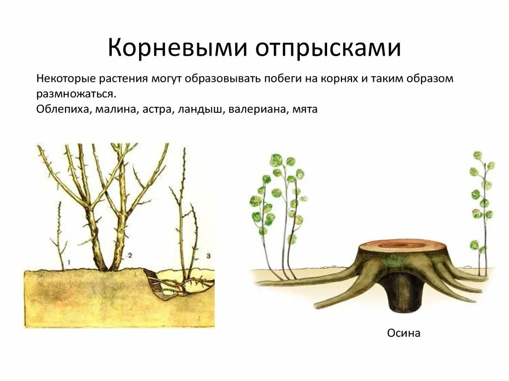 Размножение корневыми побегами. Размножение корневыми отпрысками. Характеристика вегетативного размножения корневыми отпрысками. Вегетативное размножение корневыми отпрысками. Размножение малины корневыми отпрысками.