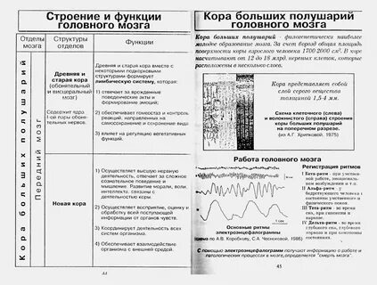 Строение и функции головного мозга 7 класс