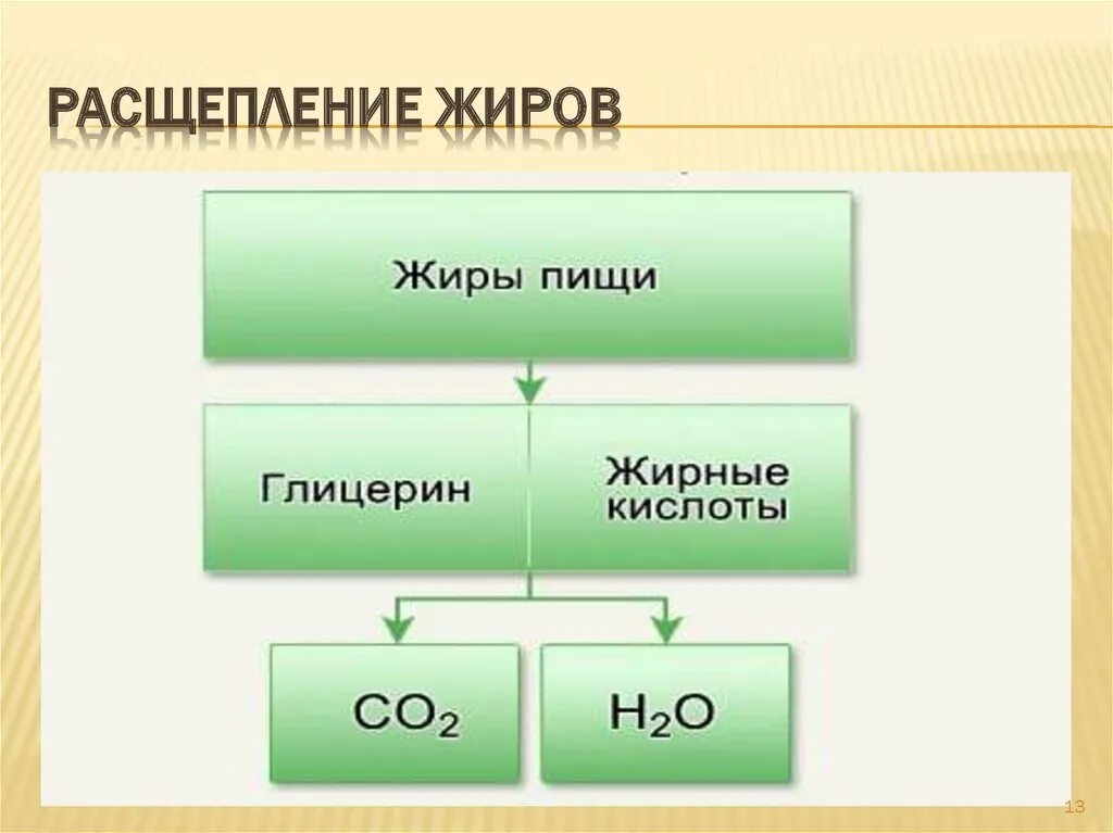 Конечный распад жиров. Схема расщепления белков жиров и углеводов. На что расщепляются жиры. На что расщепляются белки жиры и углеводы. На что расщепляется жир в организме человека.