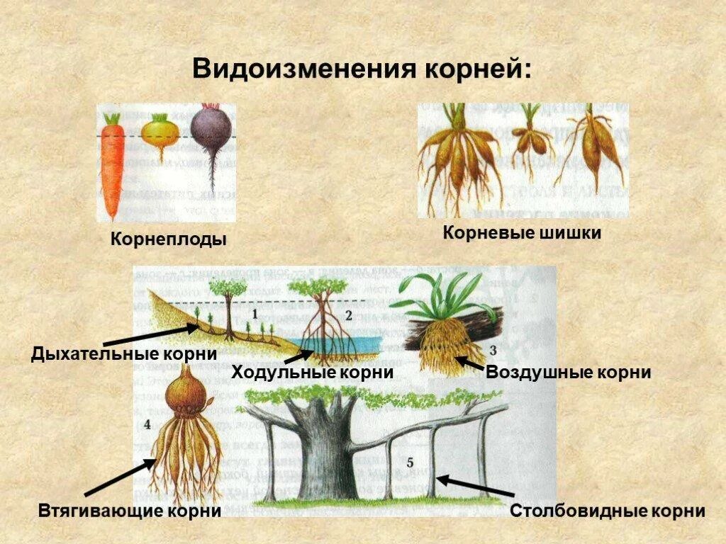 Растений являются видоизмененными корнями