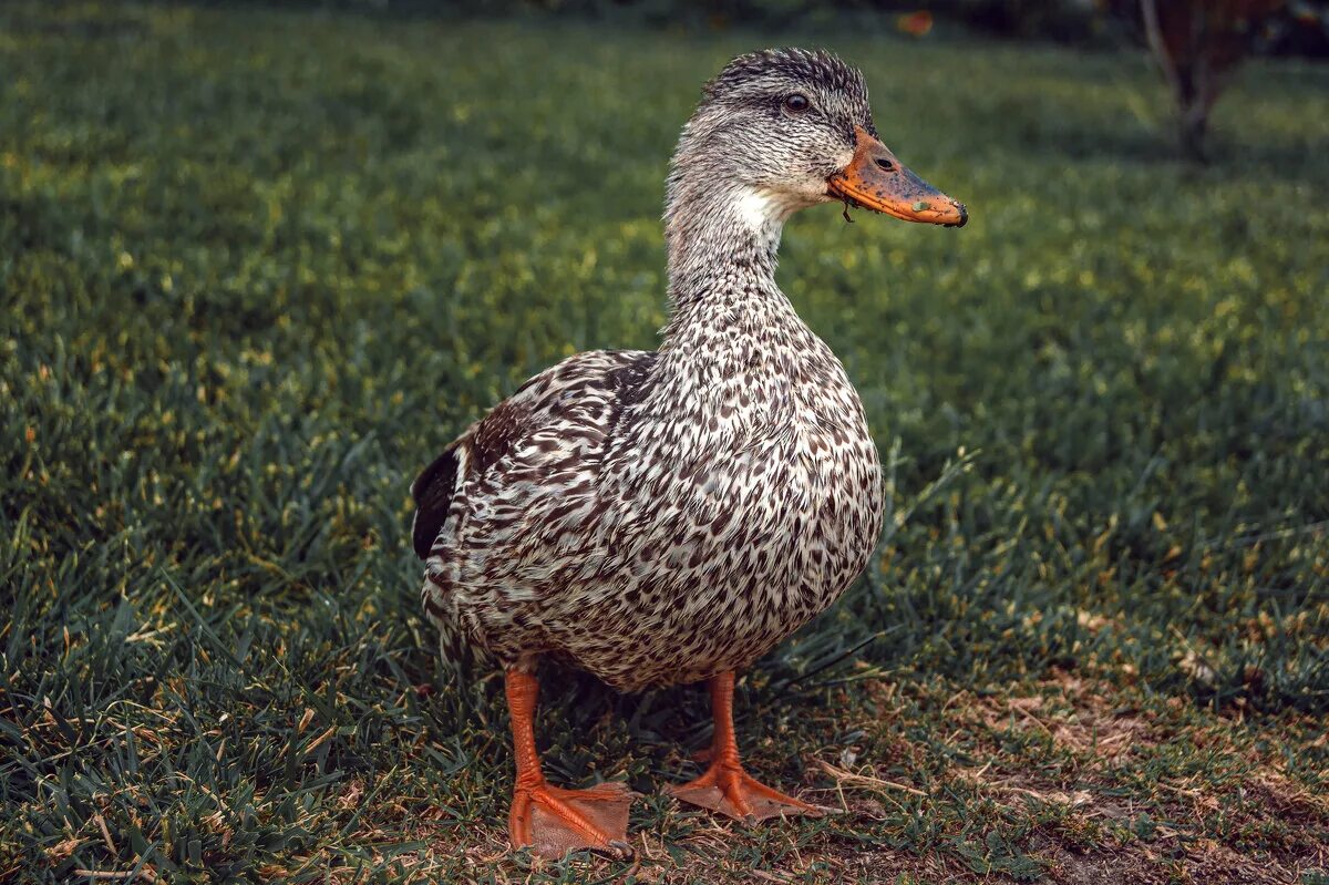 Хожу как утка. Гифка утки. Утята идут за мамой уткой. Смешные утки. Крутые утки.