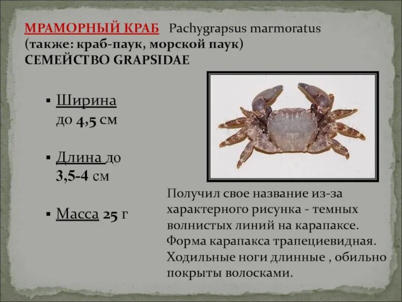 Огэ краб. Краб Pachygrapsus marmoratus. Краб описание. Внешнее строение краба. Мраморный краб.