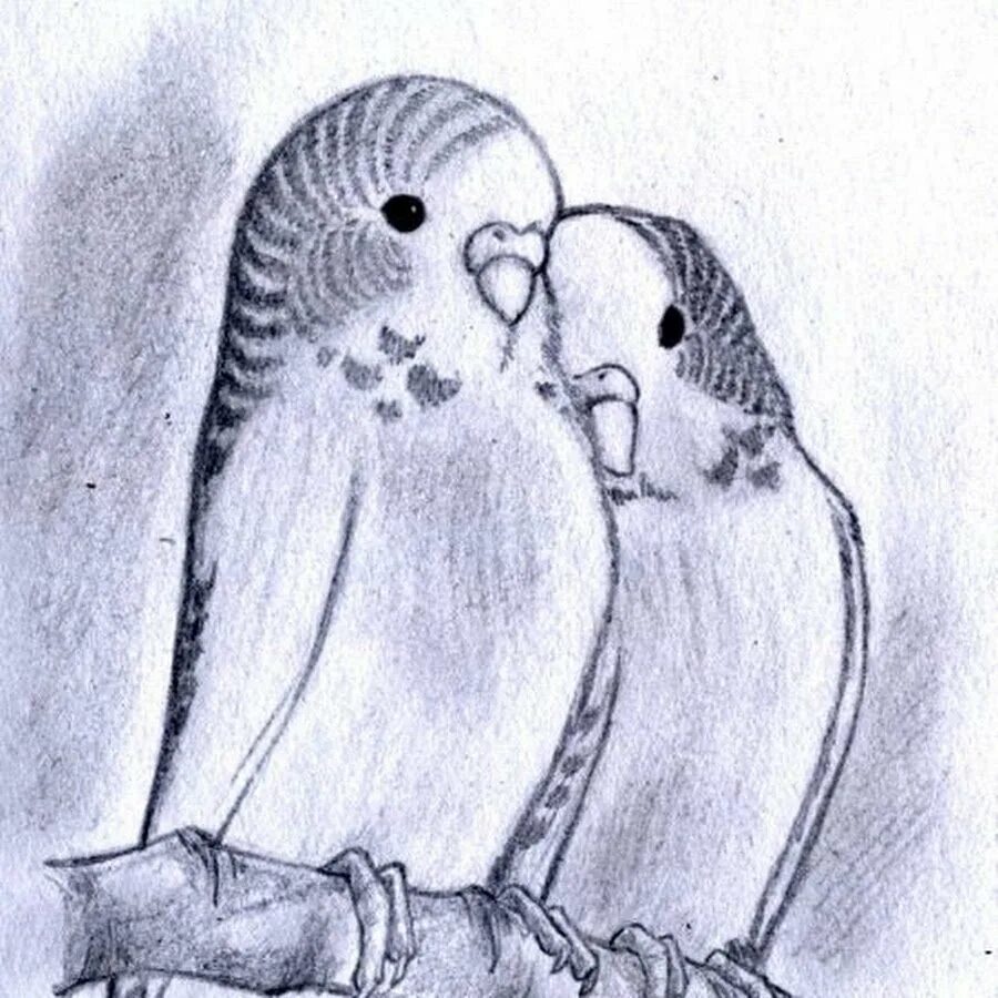 Рисунки двух животных. Волнистый попугай рисунок карандашом. рисунки карандашом любовь животных. неразлучники попугаи эскиз. два волнистых попугая карандашом для срисовки.