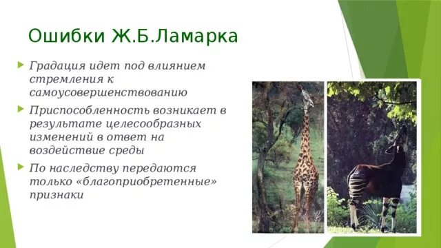 Как ламарк объяснял многообразие видов и приспособленность. Ошибки ж б Ламарка. Эволюция Ламарка ошибки. Ошибочная теория Ламарка. Ж Б Ламарк заслуги и ошибки.