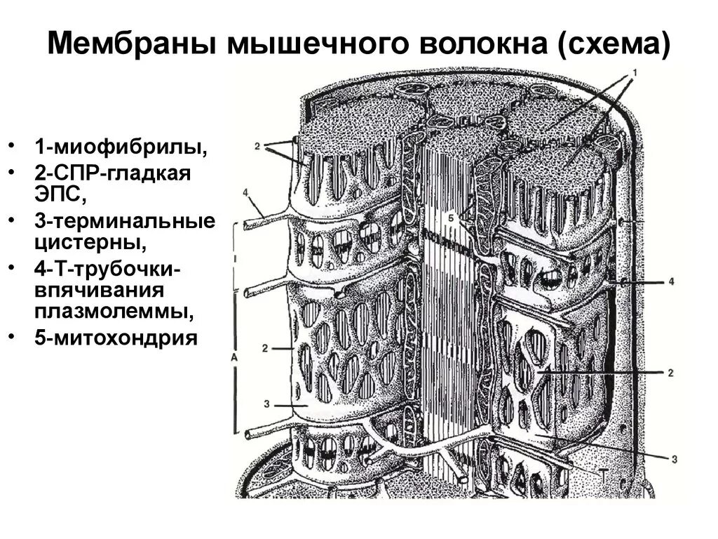 Следующее строение. Саркоплазматическая сеть мышечного волокна. Терминальные цистерны саркоплазматической сети. Схема строения мышечного волокна гистология. Мышечное волокно гистология схема.