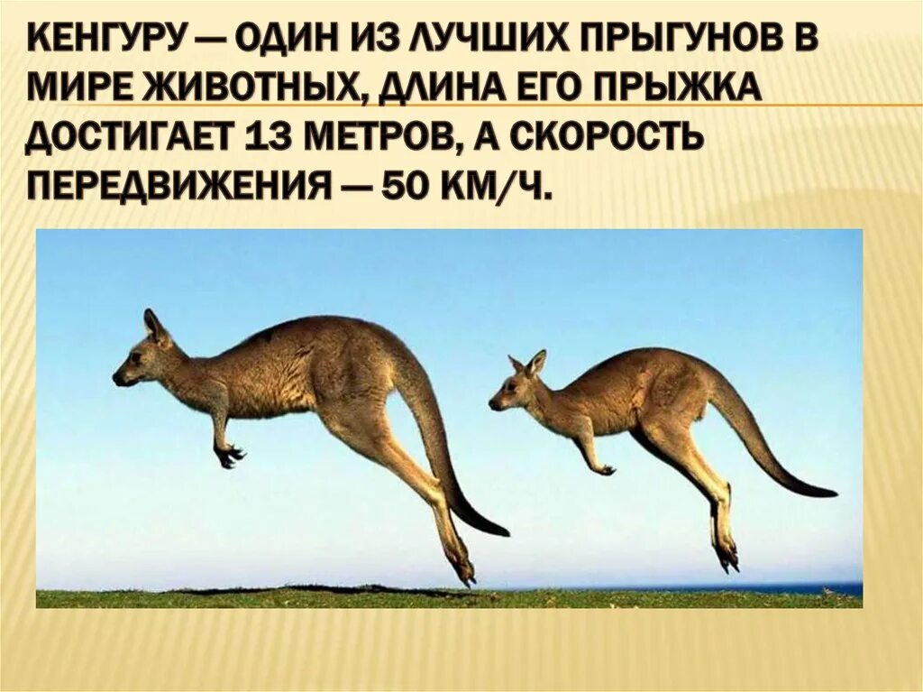 Сумчатые кенгуру. Кенгуру презентация. Кенгуру описание для детей. Происхождение слова кенгуру. Интересные факты о животных кенгуру.