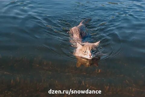 Кот плывущий по реке дзен