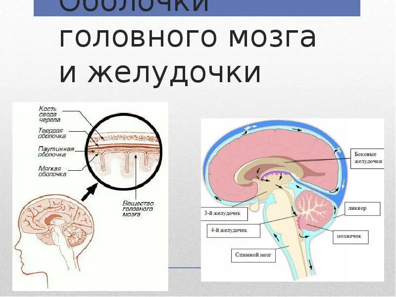 Головной мозг покрыт оболочками. Оболочки головного мозга: цистерны подпаутинного пространства. Оболочки головного могза. Строение оболочек головного мозга. Оболочки головного мозга схема.