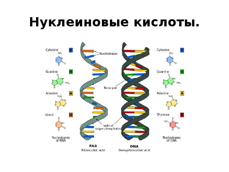 Строение полимерных цепей РНК. РНК структура молекулы РНК. Состав и строение ДНК И РНК. Строение молекулы ДНК И РНК. Нуклеиновые кислоты состоят из молекул