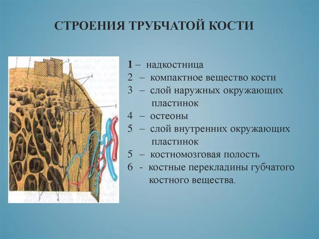 Костномозговая полость компактное вещество надкостница губчатое. Структура компактного вещества кости. Компактное вещество трубчатой кости. Компактное вещество трубчатой кости гистология. Строение костей компактное вещество.