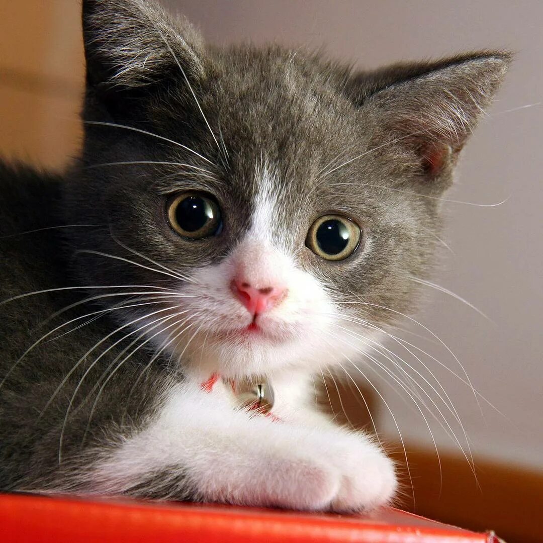 Включи котенок