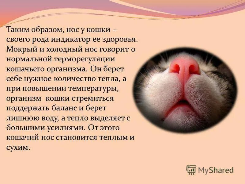 Влажный нос у кошки. У кота мокрый и холодный нос. Почему у котов мокрый нос. Холодный мокрый нос у кошки.