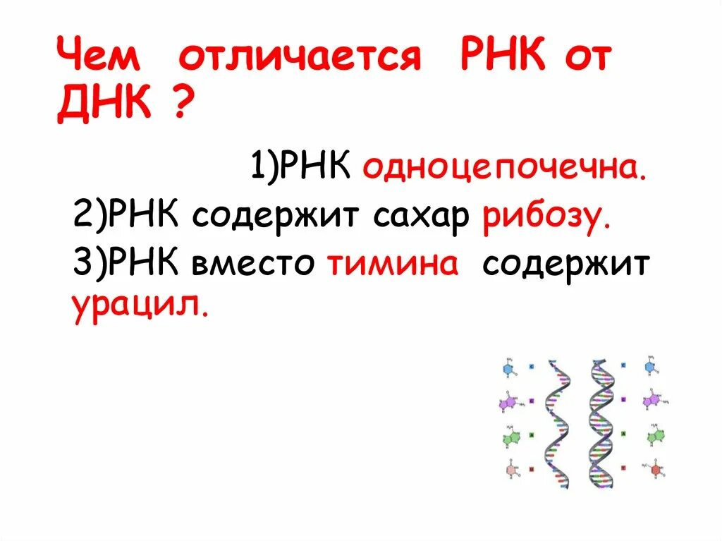 Рнк отличается от днк тем что. Чем отличаются днк и рнк. чем отличается трнк от днк. днк от рнк. рнк и днк отличия.
