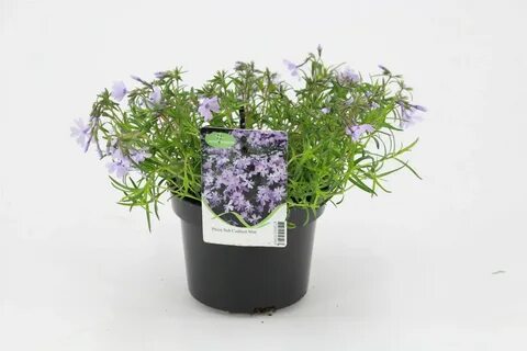 Флокс emerald cushion blue