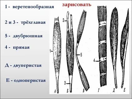 Разрез тканей