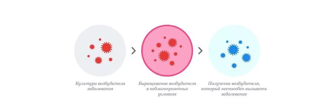 Валентные вакцины. Инактивированные вакцины схема. Получение живых вакцин схема. Живые вакцины против вирусных заболеваний. Вирусные аттенуированные вакцины.