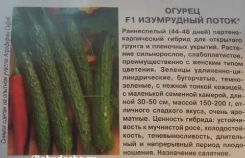 Огурец изумрудный поток описание