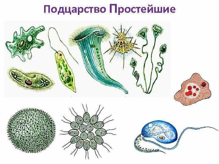 Разнообразие многоклеточных