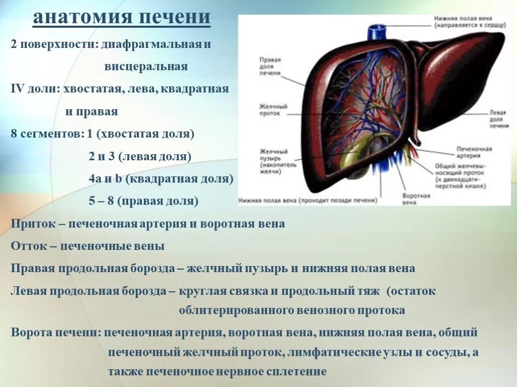 Укажите доли печени. Доли висцеральной поверхности печени. Печень анатомия топография строение. Скелетотопия печени анатомия. Синтопия висцеральной поверхности печени.