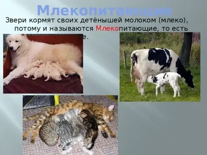 Какие животные выкармливают детенышей молоком