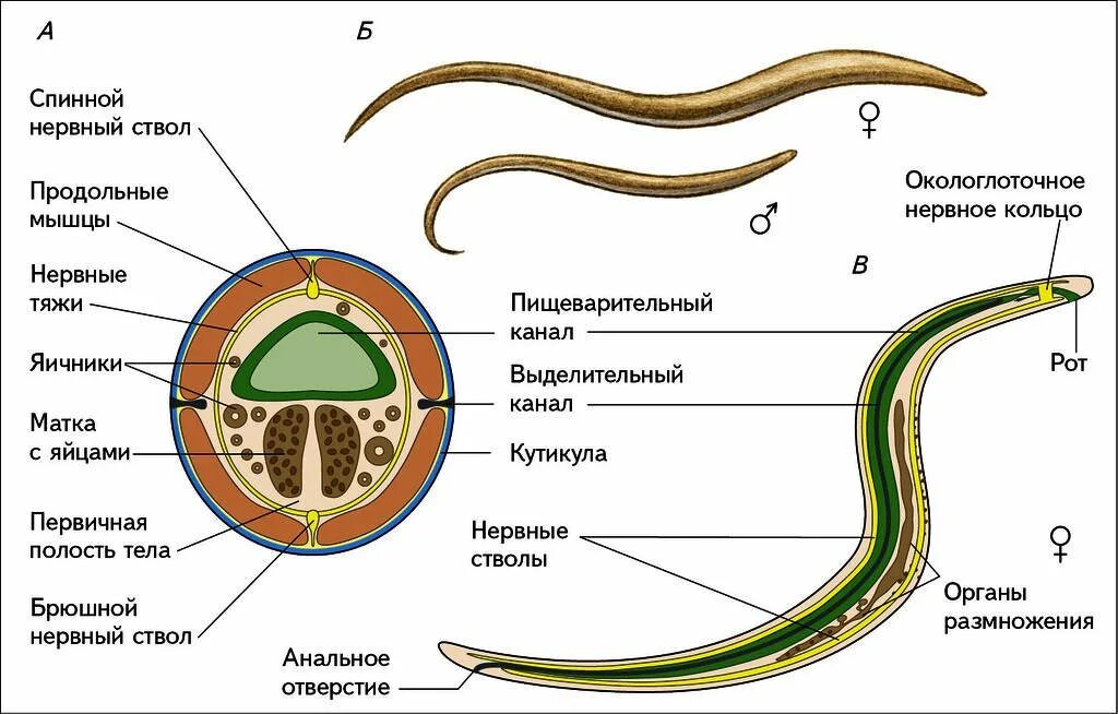 Внешнее строение круглых червей рисунок. Внутреннее строение круглых червей рисунок. Строение нематоды круглых червей. Строение круглого червя рисунок. Рисунок строения червя