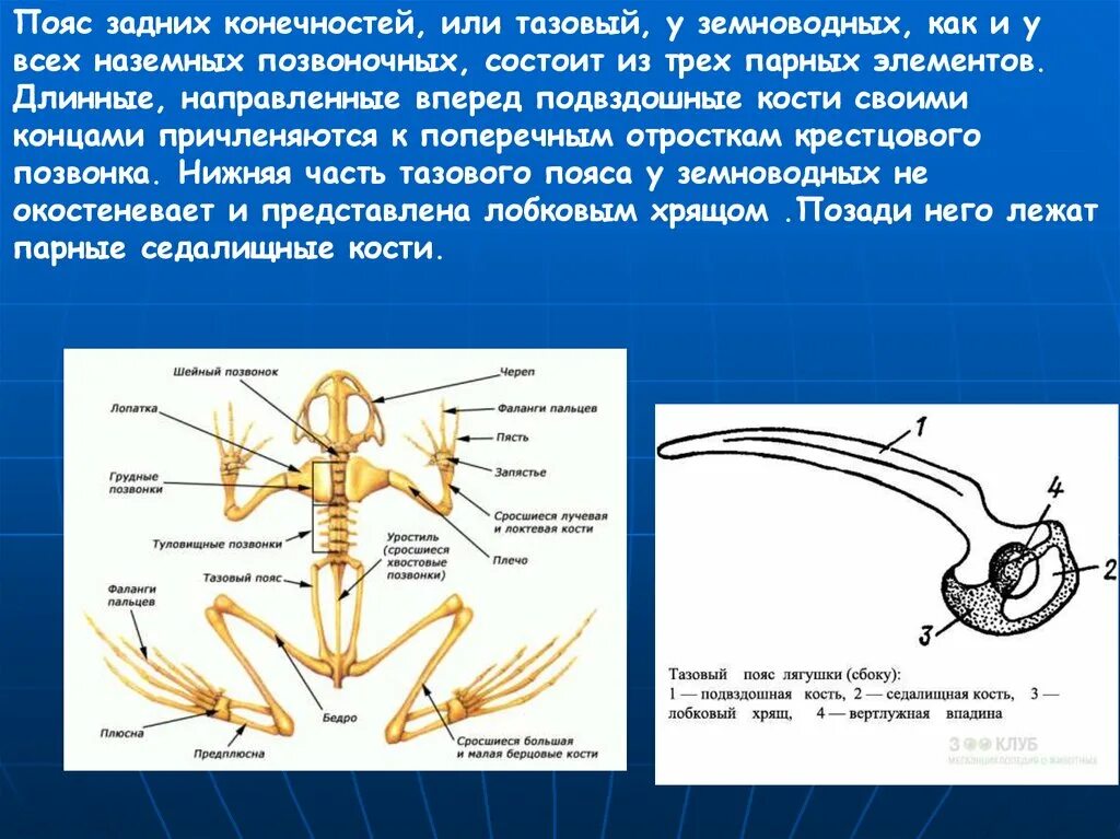 Кости передней конечности земноводных. Тазовый пояс конечностей лягушки. Пояс задних конечностей пресмыкающегося. Пояс задних конечностей у амфибий. Кости пояса передних конечностей у лягушки.