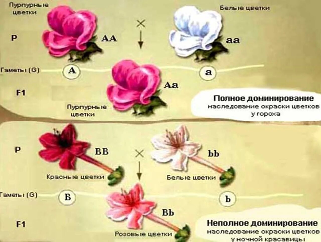 Цветок цисинь. Цветы геншин. цветы в геншине названия цветов. цветы из геншина. цветы цисинь геншин.