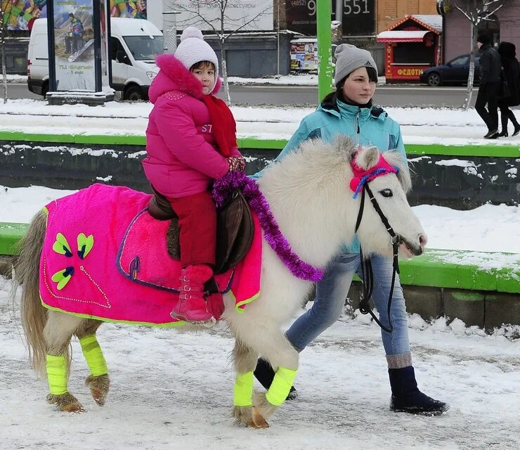 фотосессия с верблюдом в пустыне. сказочник скрестивший пони с верблюдом 5. ручной верблюд. верблюд ездовой. верблюды в россии.