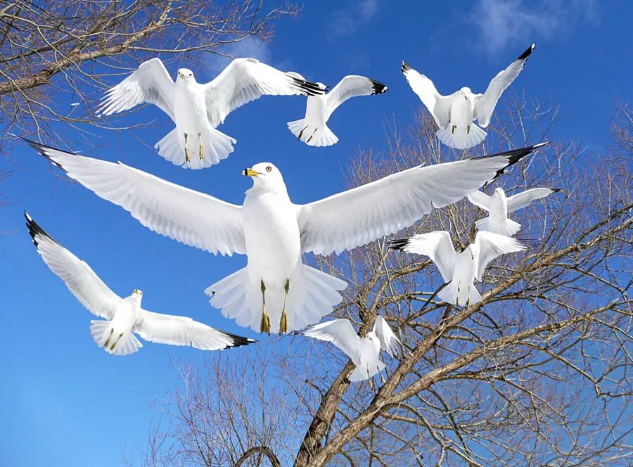 Белые птицы кружат над крышами слушать. День белоснежных птиц 14 января. Белая птица. Белоснежные птицы. Красивые большие белые птицы.