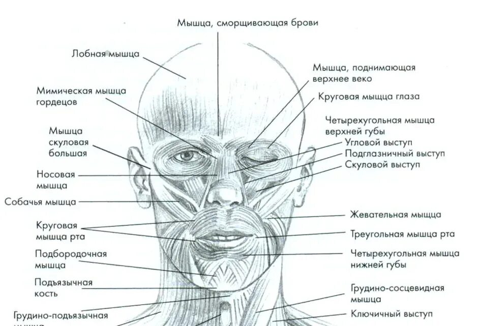 Название лица человека. Мышцы лица и шеи анатомия атлас с пояснениями. Мимические мышцы лица анатомия вид спереди. Строение мышц лица человека. Лицевые мышцы человека анатомический атлас.