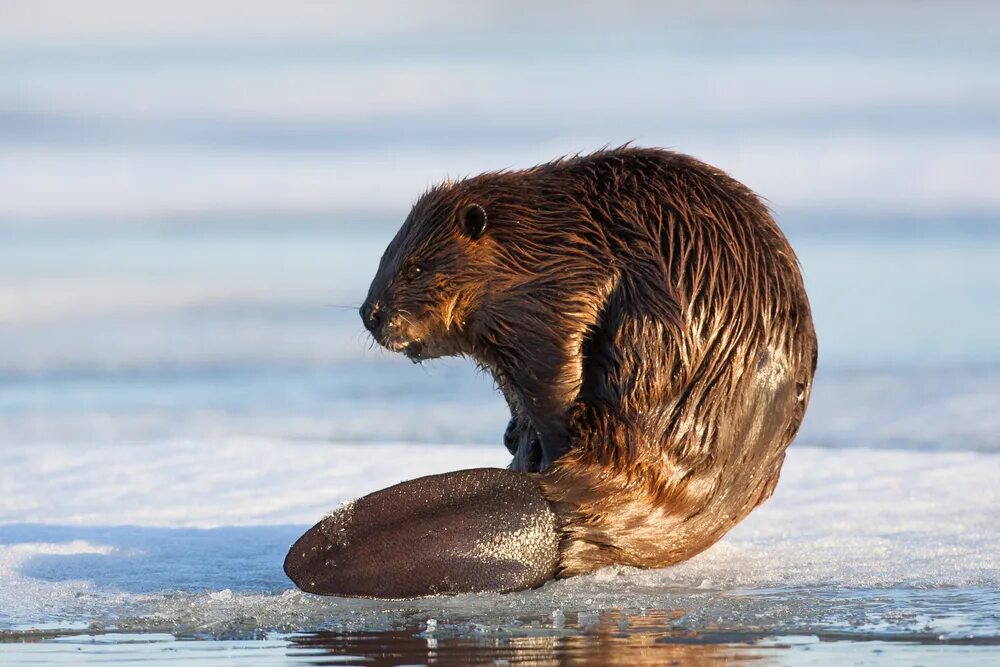 Бобр бай работа. Grooming beaver бобёр. речной бобр хвост. обиженный бобер. бобер необычный.