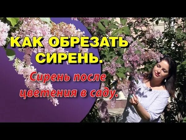 Можно ли обрезать сирень. Обрезать сирень. Обрезать сирень после цветения. Обрезка сирени после цветения. Обрезка ОТЦВЕТШЕЙ сирени.