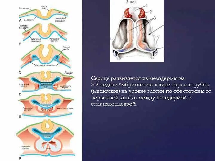 Что развивается из мезодермы. Сердце развивается из мезодермы. Развитие сердце мезодерма. Формирование сердца из мезодермы. Сердце образуется из мезодермы.