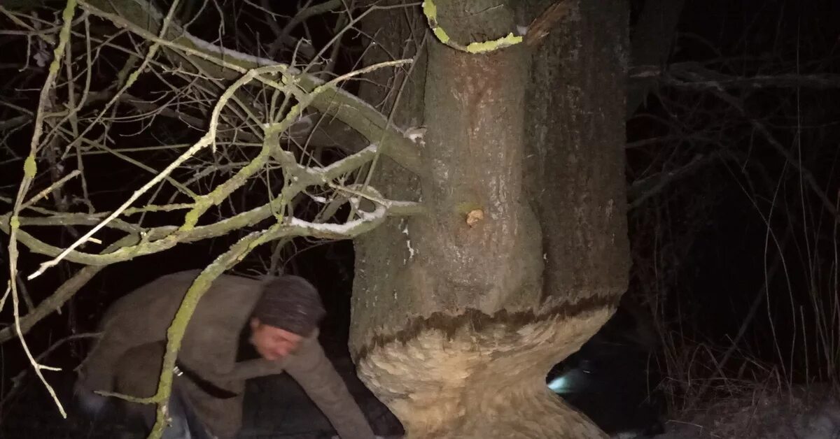 Vs tree