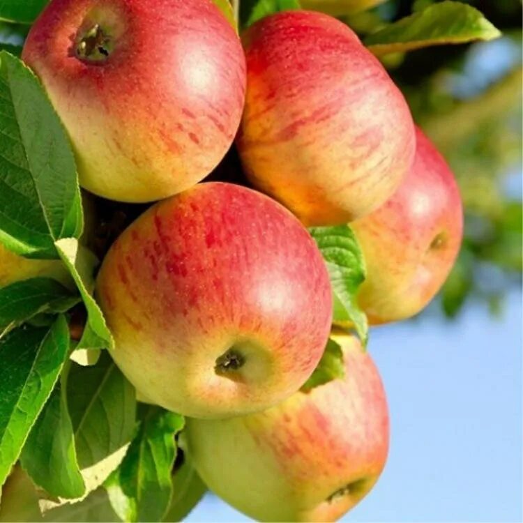 урожай яблок. персиковое дерево. яблоня лето. яблоко креатив. яблоня жигулевское.