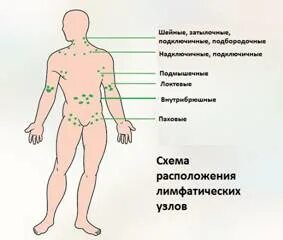 Почему болит лимфоузел в паху