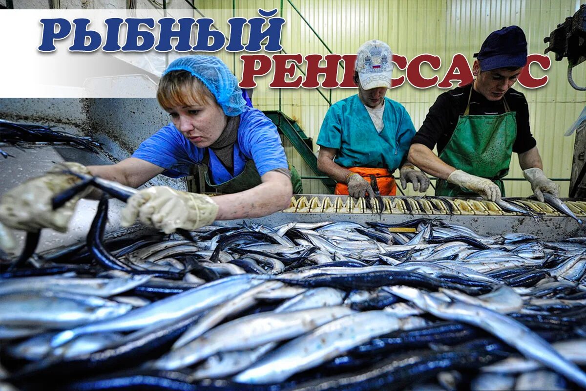 Купить рыбу отзывы. Березовского рыбокомбината “Сибирская рыба”,. Океан Брянский рыбоперерабатывающий комбинат. Рыбоперерабатывающий завод. Рыбная промышленность продукция.