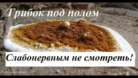 Грибки под полом дома