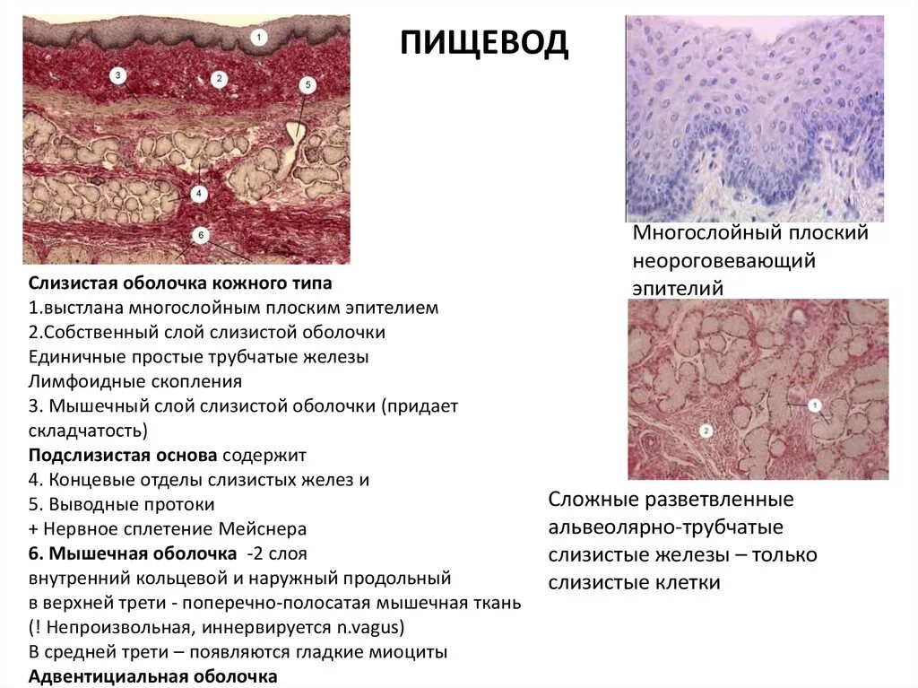 Многослойный плоский неороговевающий эпителий строение. Микроскопическое строение пищевода гистология. Поперечный срез пищевода гистология. Кардиальные железы пищевода гистология.