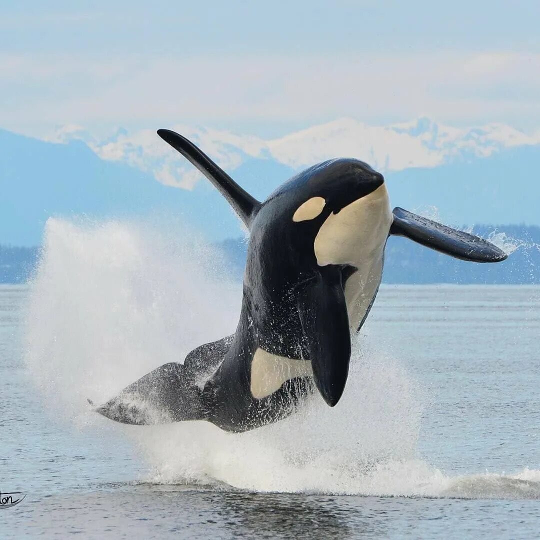 Касатка фото животного. Касатка кит убийца. антарктида кит касатка. orca касатка. касатка в антарктиде.