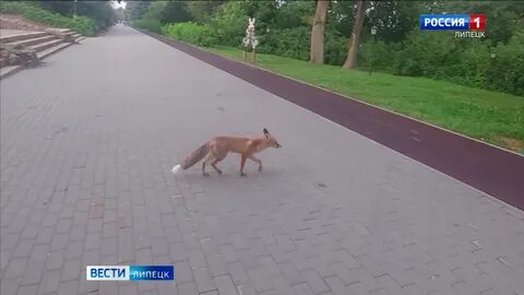 Липецк атаковали