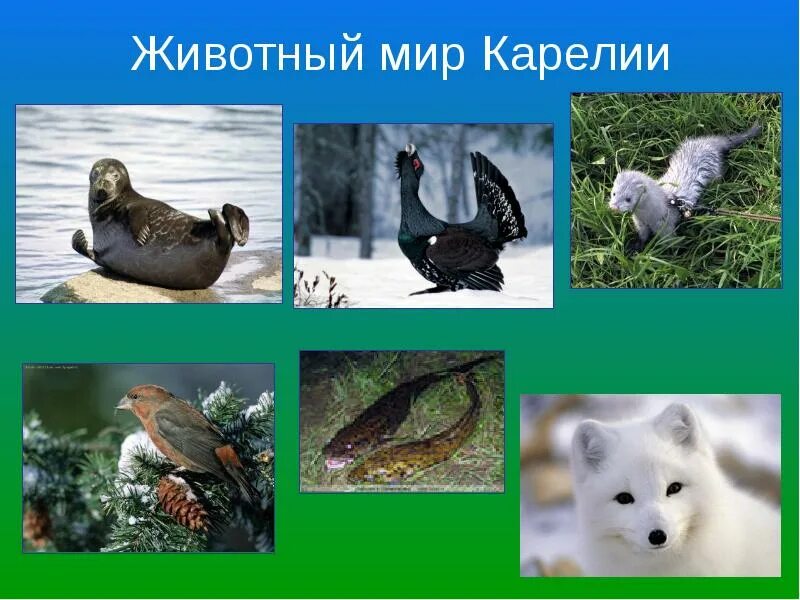 Растения животные карелии. Животный мир карелии. краснокнижные животные карелии. растения и животные карелии. животные карелии презентация.