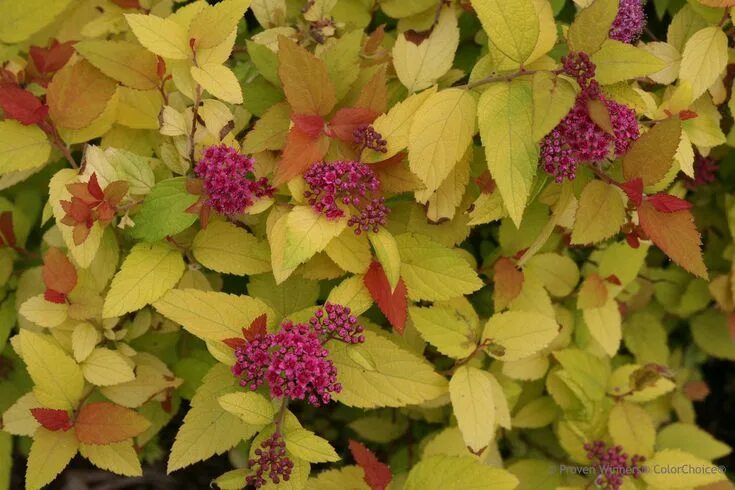 Double Play ® Gold - Spirea - Spiraea japonica Spirea, Garden shrubs, Plants